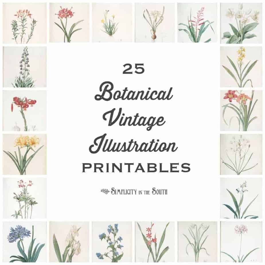 Free Vintage Botanical Printables FREE PRINTABLE TEMPLATES
