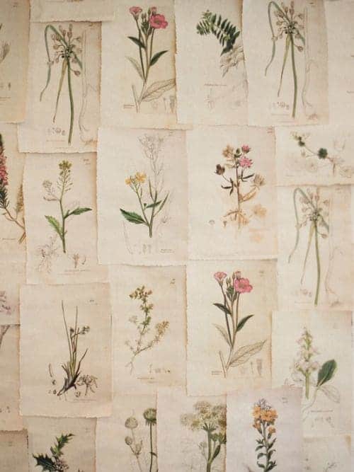 antique botanical drawings